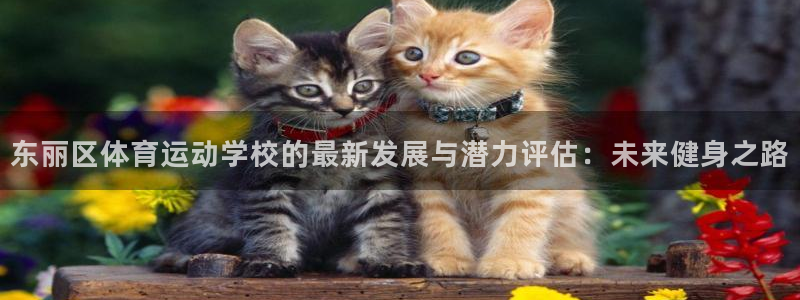 杏宇体育和杏耀是哪个公司的